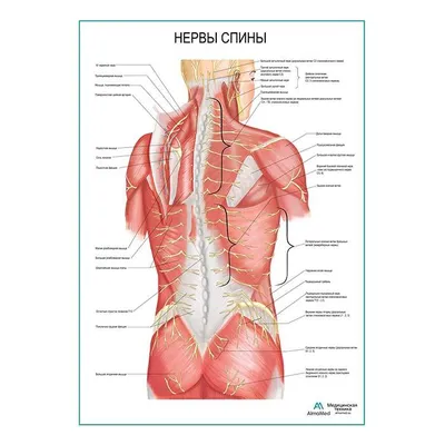 Фото анатомии нервов человека в WebP