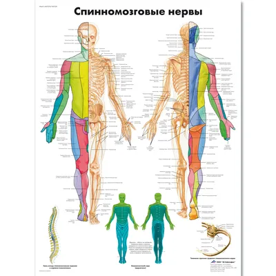 Картинка анатомии нервов человека