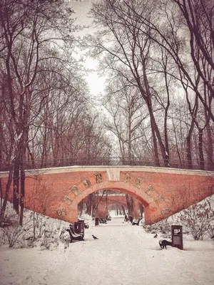 Волшебство зимнего сада на ваших фотографиях