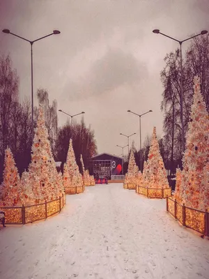 Фотографии зимнего сада: красота в каждом пикселе