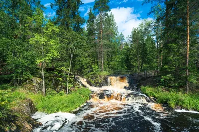 Невидимые нити в весеннем лесу: загадочная красота природы