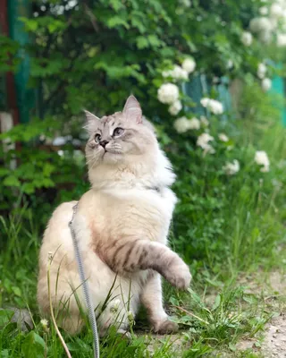 Невская маскарадная кошка фотографии