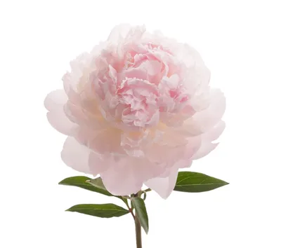 Фото нежно розовых пионов - выберите желаемый размер