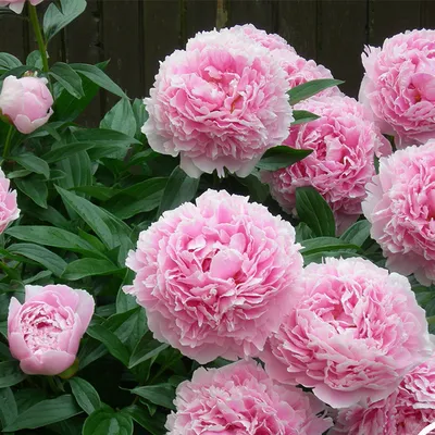 Впечатляющие кадры нежно розовых пионов