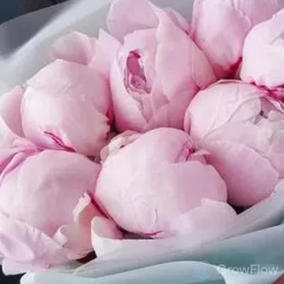 Очаровательные изображения пионов в нежно розовом оттенке