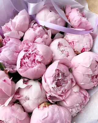 Удивительная красота нежно розовых пионов