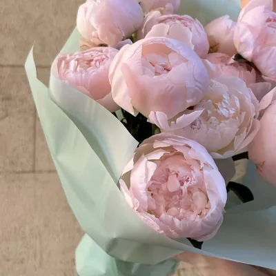 Уникальные изображения нежно розовых пионов в формате webp