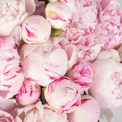 Великолепные изображения нежно розовых пионов на фоне зелени