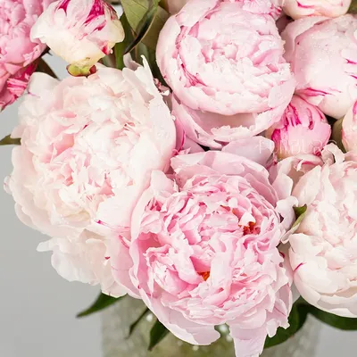 Фотка нежно розовых пионов для стильного оформления