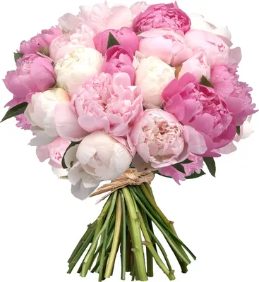 Нежно розовые пионы: привлекательность и элегантность