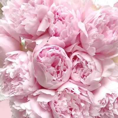 Нежно розовые пионы: красота в каждой детали