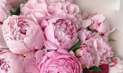 Прекрасные изображения нежно розовых пионов на ваш выбор