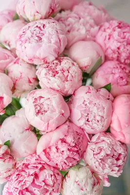 Прекрасные нежно розовые пионы на ваш выбор