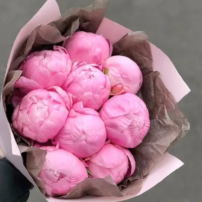 Высококачественные фотографии нежно розовых пионов