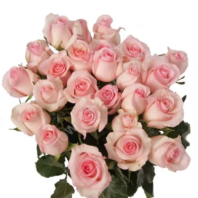 Красота розовых роз: выбор формата загрузки