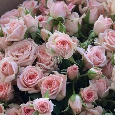 Фотография розовых роз, украшение вашего экрана.