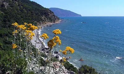 Лучшие изображения Никита Крымского пляжа в HD качестве