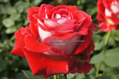 Николь роза - оригинальное изображение
