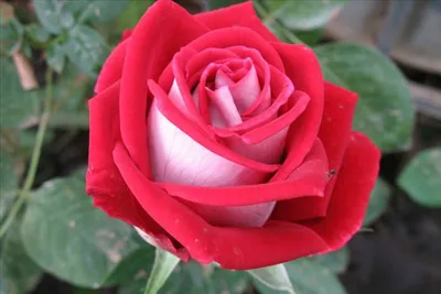 Фото розы Николь в формате jpg