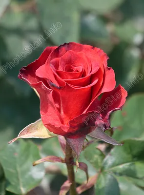 Уникальное изображение розы Николь