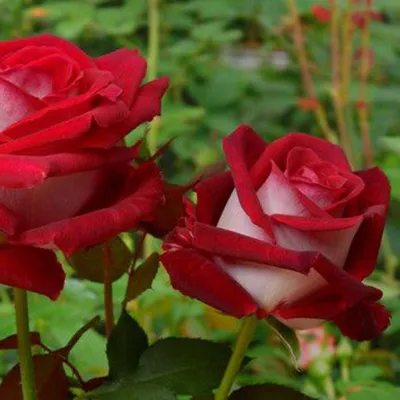 Фото розы Николь для загрузки