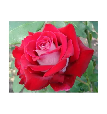 Николь роза - качественное фото