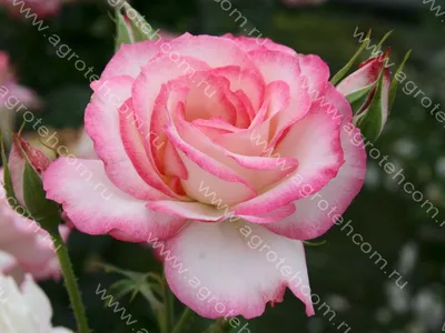 Картина розы Николь в формате webp