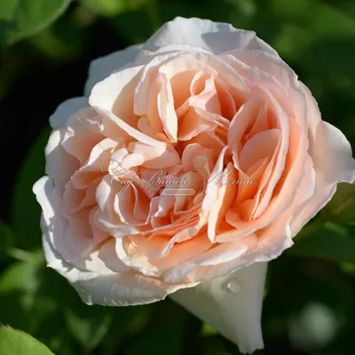 Невероятное изображение розы Николь