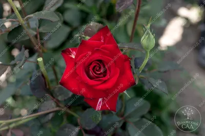 Загрузите фотку Николь роза в формате jpg