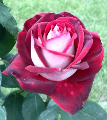 Идеальная картина розы Николь