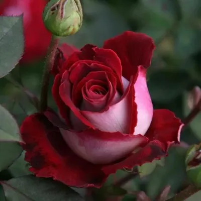 Уникальная фотография Николь роза