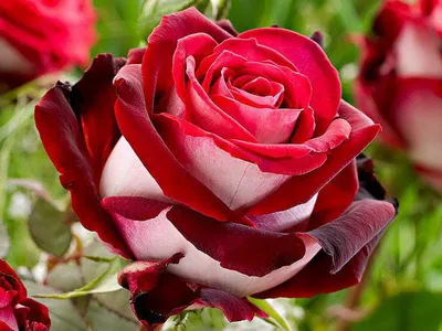Исключительное изображение розы Николь