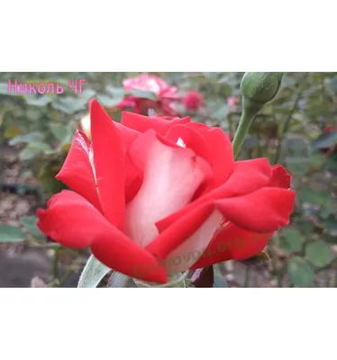 Фото розы Николь в формате webp