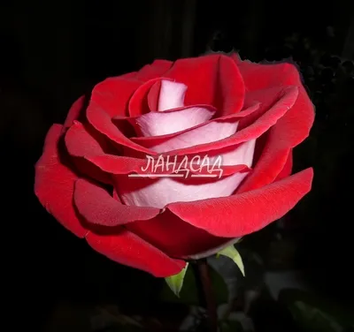 Удивительное изображение Николь роза