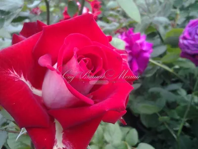 Изумительное изображение розы Николь