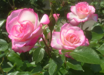 Прекрасная картинка розы Николь