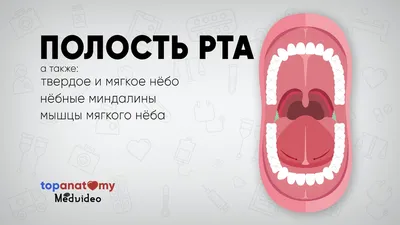 Нёбо здорового человека в WebP: Изысканность формата