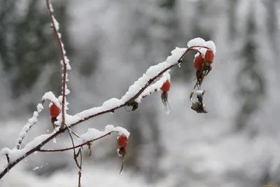 Зимняя атмосфера: Фотографии Нижневартовска в снегу