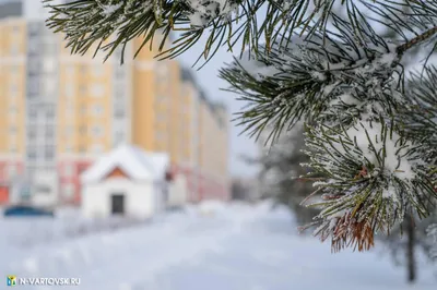 Зимний городской портрет: Фотографии Нижневартовска