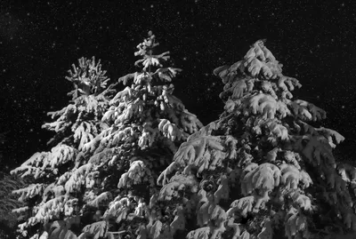 Звездное сияние Ночной зимы: Фото и картинки в высоком разрешении