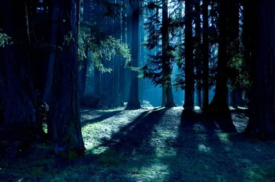 Ночной лес  фото