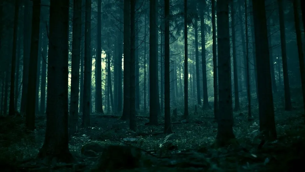 ночной лес