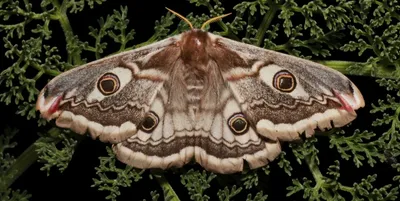 Удивительные виды ночных бабочек в картинках