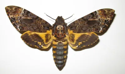 Фантастические изображения видов ночных бабочек