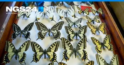 Уникальные и очаровательные изображения ночных бабочек