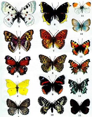 Фантастическая коллекция фото ночных бабочек