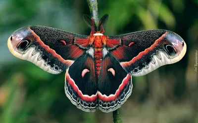 Очарование природы: фотографии ночных бабочек