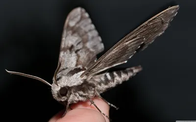 Потрясающие изображения ночных бабочек в высоком разрешении