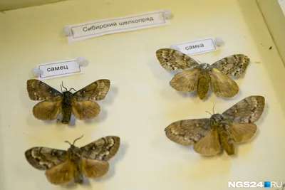 Волшебные фотографии ночных бабочек: летящие красоты