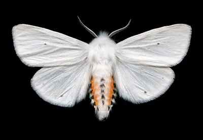 Фотоальбом ночных бабочек: искусство природы